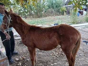 конь рабочий: Продаю | Жеребенок | Для разведения | Племенные — 4