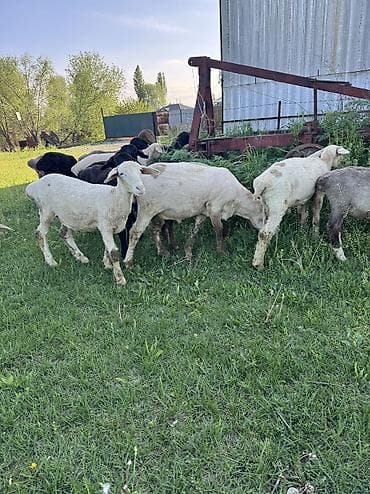 клетка для баранов: Продаю | Овца (самка), Ягненок, Баран (самец) | Гиссарская, Полукровка, Меринос | На забой, Для разведения, Для шерсти | Племенные, Кастрированные, Осеменитель — 2