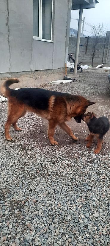 выгуливать собак: Немецкая овчарка, 4 года, Самец, С прививкой — 6