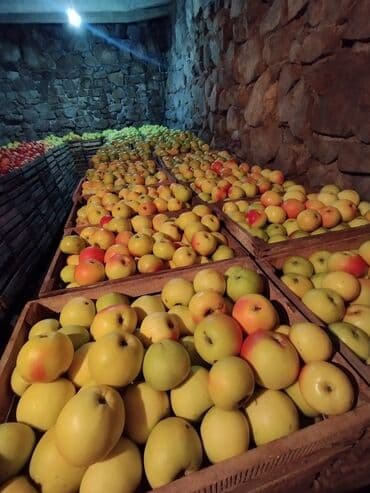 акча сактагыч: Алмалар Дүңүнөн — 3