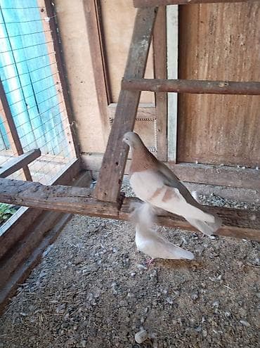 d cat: ПРОДАЮТСЯ ВМЕСТЕ ДВА САМЦА ГОТОВЫЕ К СПАРИВАНИЮ. ОДИН ТАСМАН, ВТОРОЙ — 7