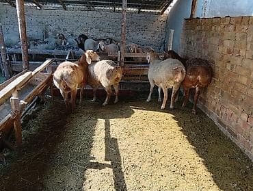 купить хряка на племя: Продаю | Овца (самка) | Для разведения | Племенные — 3