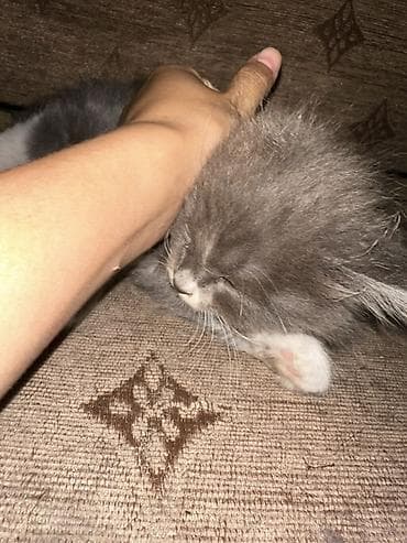 британские котята питомник: Британская короткошёрстная, 2 месяца, Мальчик, Биколор, Проглистована — 3