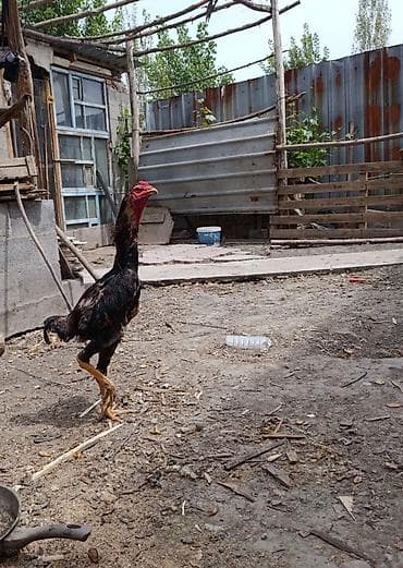 Птицы: На продаже Петух породы дакан хороших кровей — 4