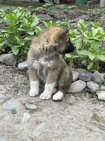 щенки шпица купить: Собака даром: 2 месяца, Самец — 2