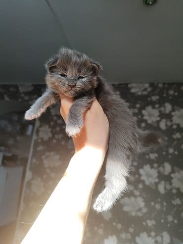 вислоухие котята фото цена: 🥳🥳🥳Открыто бронирование Элитных котята Мейн-куны чистокровные импорта — 1