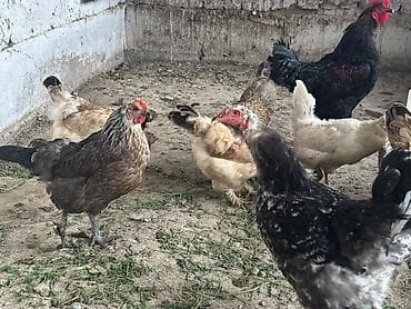 кукуруза буденовка: Продаю | Куры | Домашняя | Несушки — 3