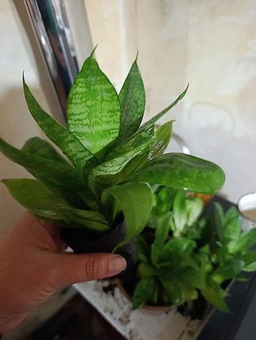 детские кроватки фото и цены: Продаю по 80 сом — 1