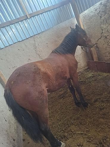 Лошади, кони: Продаю | Конь (самец) | Рабочий | Мерин — 1