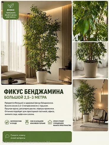 дерево фикус: Фикус Бенджамина — крупное комнатное дерево 2,5–3 м - Живое растение — 1