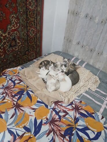сколько стоит пуфик: Отдам котят в хорошие руки 4 по 1,5 месаца и 4 по 2,5 месаца. Только в — 8