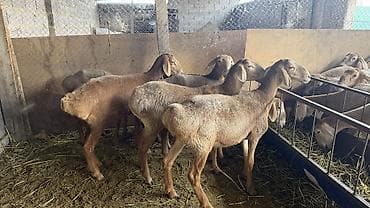 перья птиц: Продаю | Овца (самка) | Для разведения — 6