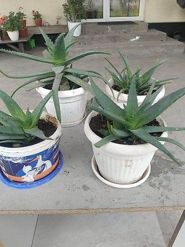 сколько стоит алоэ вера: Алоэ вера в горшках (комнатные суккуленты) - Вид: Aloe vera — 1