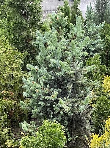 купить самшит: Все виды хвойных растений🌲 •Голубые, зелёные, тянь-шаньские ели •Туи — 4