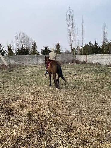 Продаю | Жеребец at lalafo.kg Продаю | Жеребец