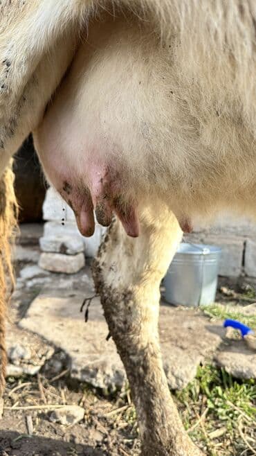 Услуги ветеринара: Продаю | Корова (самка) | Симментальская | Для разведения | Не стельные — 5