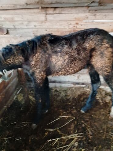 купить кошку бишкек: Продаю | Кобыла (самка) | Английская | Для разведения | Мерин — 1