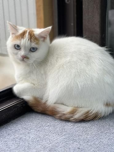 домашний животные: Кошка скоттиш страйт взрослая короткошёрстная с голубыми глазами — 4