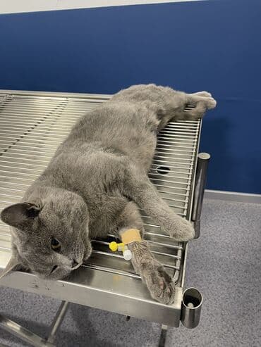 корм для домашних животных: Ветеринарная клиника 🐱🐶🐏 Лечение домашних животных 🩹🩺 - Хирургическое — 8