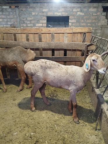 Продам с/х животных: Продаю | Баран (самец) | На забой — 2