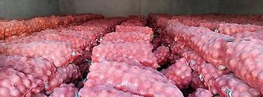 аммофос 50 кг цена бишкек: Пияз Дүңүнөн — 3