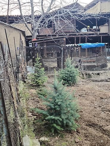 Ели голубые (саженцы, с комом земли/для пересадки) - Порода: ель