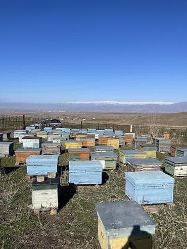 Пасека – пчелиные семьи с ульями (стационарный точок) ПРОДАМ ОТВОТКИ