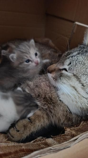 Очаровательные котята от домашней кошки - Помёт разноокрасочных — 2