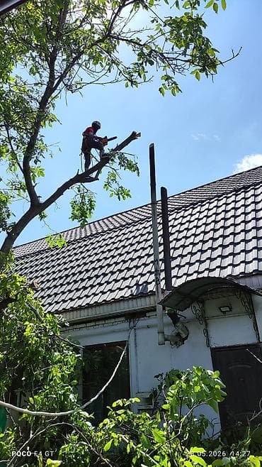 мастер дерево: Спил деревьеПрофессиональные высотные работы по деревьям удаление — 4