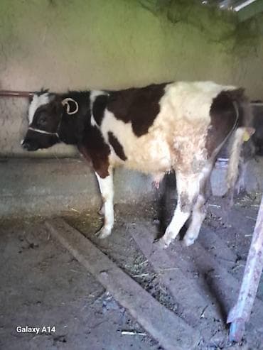 пол для скота: Продаю | Музоо, торпок | На откорм | Привязанные — 10