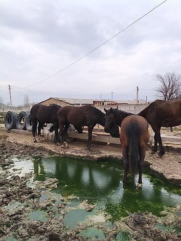 Продаю | Жеребец at lalafo.kg Продаю | Жеребец