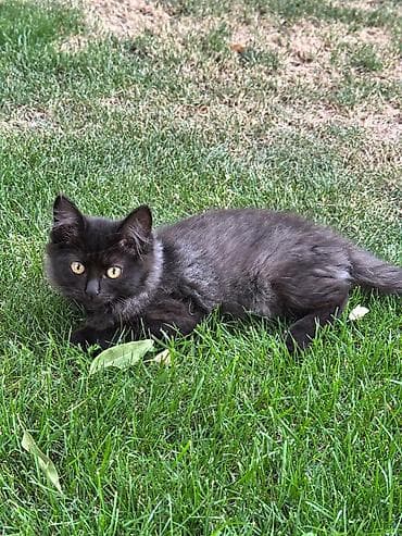 котенок маленький: 3 месяца, Девочка, Приучена к лотку — 1