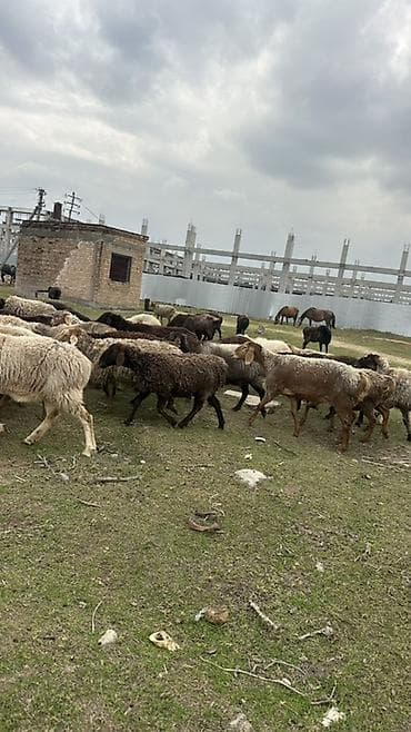 кролики в тюпе: Продаю | Овца (самка) | Для разведения | Ярка — 1