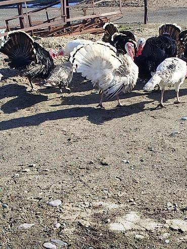 Услуги ветеринара: Продаю Индюков на племя 5 штук — 1