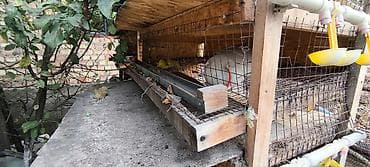 Үй жаныбарлары: Многоярусные клетки для птицы/кроликов с поилочной системой Описание — 5