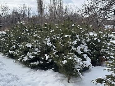 Саженцы деревьев: Сосны