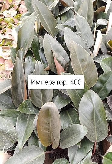 солнычный свет: Комнатные растения в горшках: - Шефлера — по 350. Компактные кустики — 6