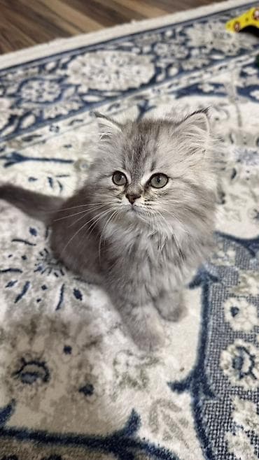 хаски собаки: Скотиш Страйт (Шотландская прямоухая), 2 месяца, Девочка, Серебристая шиншилла, Приучена к лотку — 3