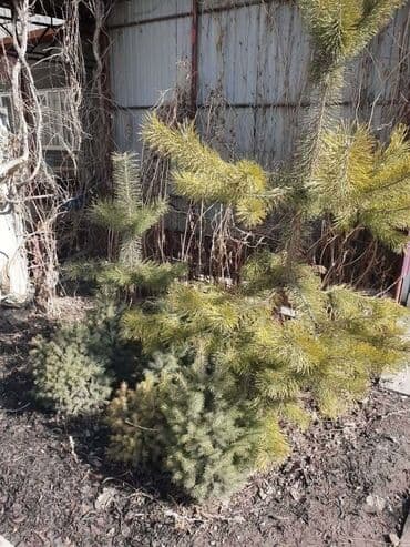 киркомстом дом: Үй, 88 кв. м, 7 бөлмө, Менчик ээси — 7