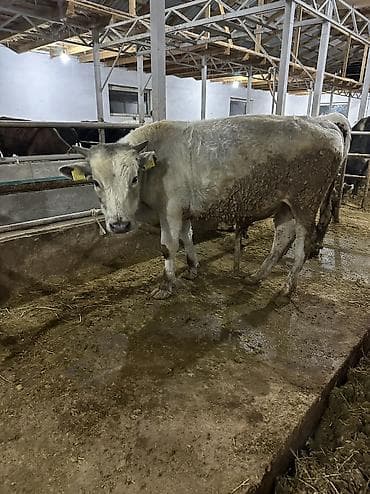 Айыл-чарба жаныбарлары: Сатам | Бука (эркек), Музоо | Аргын | Бордоп семиртүү үчүн, Союуга, Көбөйтүү үчүн | Байланган — 8