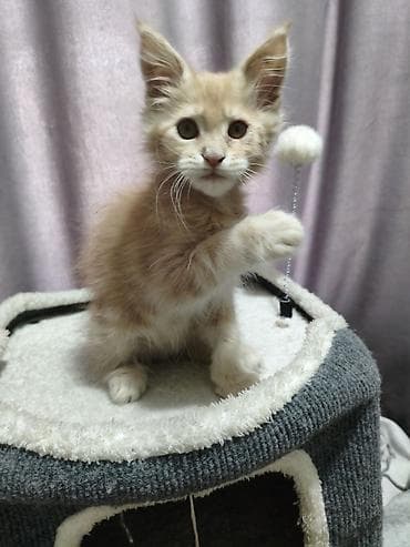 милые котики: Впервые в городе Ош чистокровный Котёнок породы Мейн-кун, окрас — 2