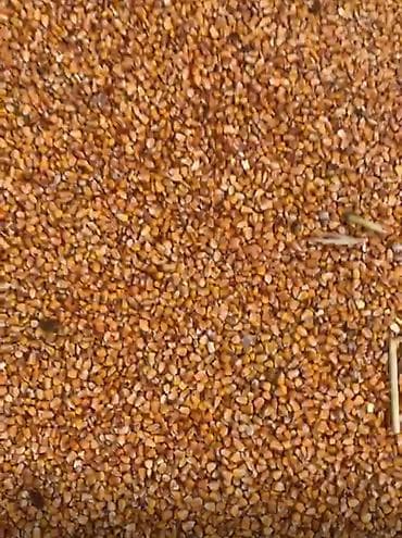 Уруктар жана көчөттөр: Кукуруза (зерно) - Крупное ровное зерно желто‑золотистого цвета - — 3