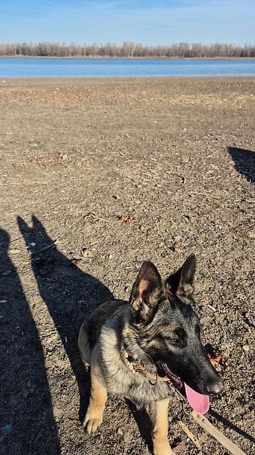 бекер иттер: Бельгия овчаркасы, 9 айлык, Ургаачы, Эмделген — 4