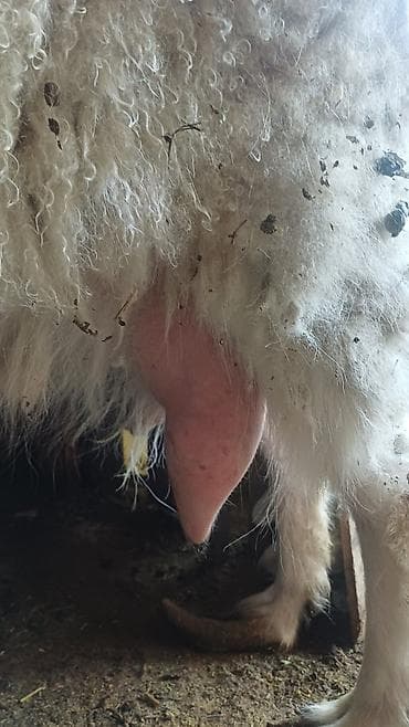 3д сетки: Продаю | Коза (самка) | Для молока — 7