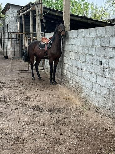 тайлар арзан: Продаю | Жеребец | Конный спорт — 1