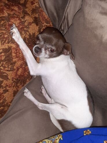 американские булли: Чихуахуа, Более 5 лет, Самец — 4