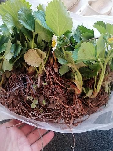 Үй жана бакча: Клубника көчөттөрү сатылат сорт альбион мурано Азия - Ягоды крупные — 4