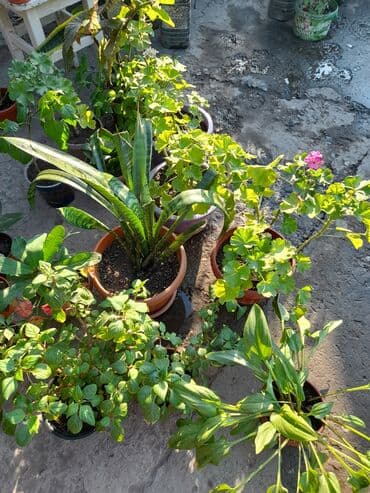 где купить цветы оптом дешево: Домашние и уличные цветы цены разные — 1