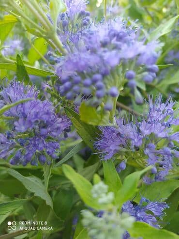 березы саженцы: Предлагается саженец кустарника с развитой корневой системой, готовый — 5