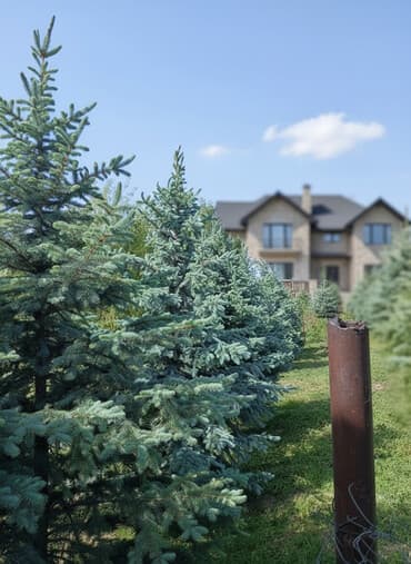 уголь кара кече сокулук: На продаже 6штук единично одинаковых елейЕль колючая голубая (Picea — 1